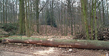 Photo Foxwood